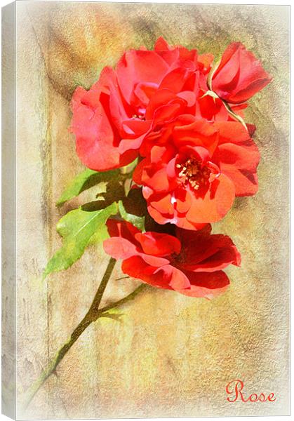 Rose Canvas Print by Fine art by Rina