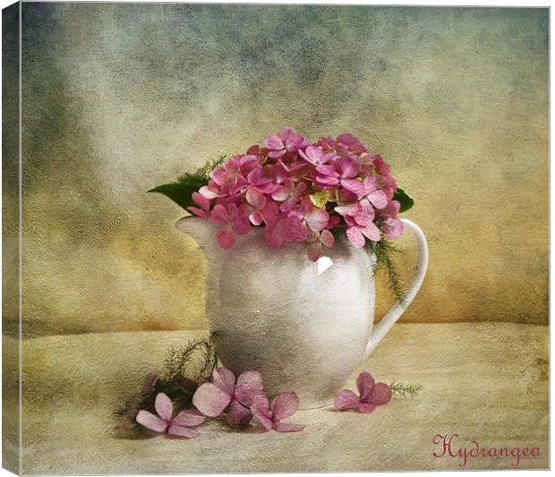 Hydrangea Canvas Print by Fine art by Rina