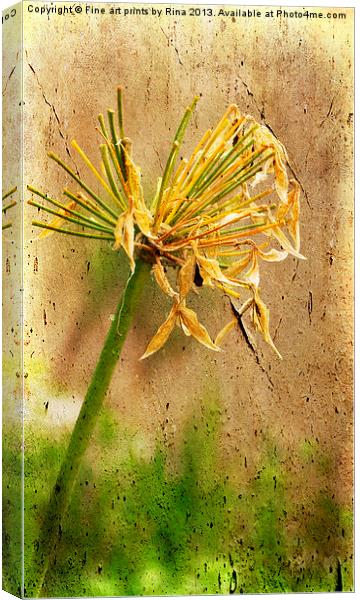 Withered Canvas Print by Fine art by Rina