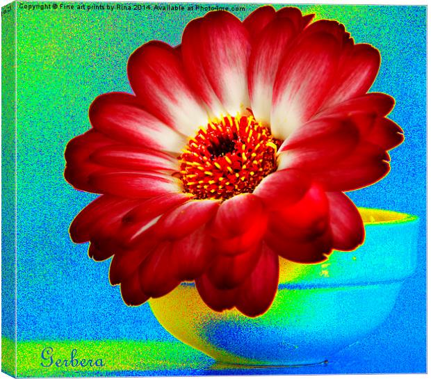 Gerbera Canvas Print by Fine art by Rina