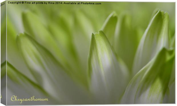 Chrysanthemum Canvas Print by Fine art by Rina