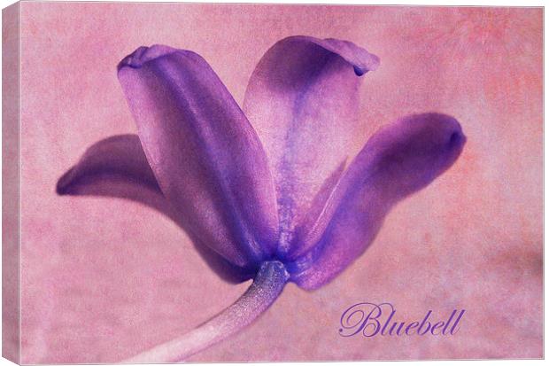 Bluebell Canvas Print by Fine art by Rina