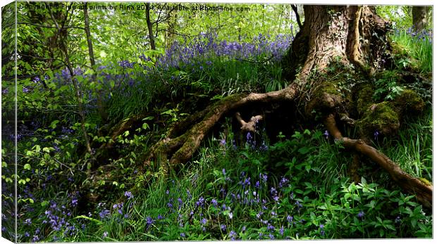 Bluebells Canvas Print by Fine art by Rina