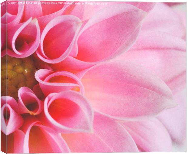 Pink Dahlia Canvas Print by Fine art by Rina