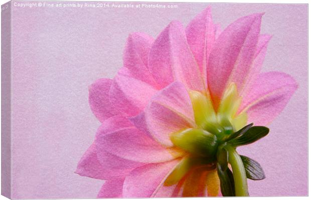 Pretty in pink Dahlia Canvas Print by Fine art by Rina
