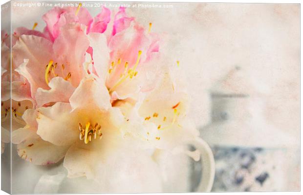 Rhododendron (2) Canvas Print by Fine art by Rina