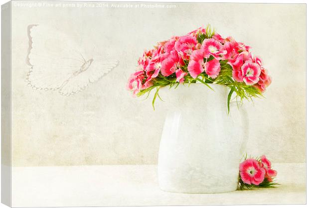 Sweet William Canvas Print by Fine art by Rina