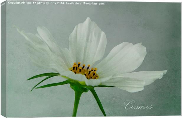 Cosmos Canvas Print by Fine art by Rina