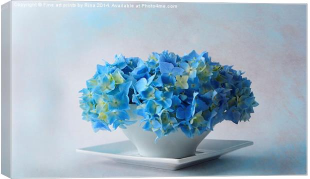 Delicately Blue Canvas Print by Fine art by Rina