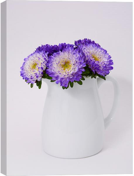  Pretty Asters Canvas Print by Fine art by Rina