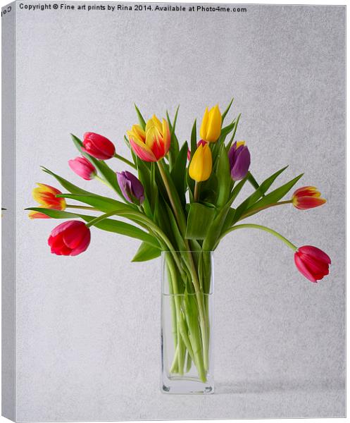  Pretty coloured Tulips Canvas Print by Fine art by Rina