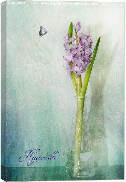  Hyacinth (1a)  Canvas Print by Fine art by Rina