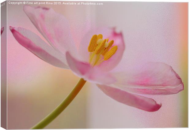  Dreamy Pink Canvas Print by Fine art by Rina