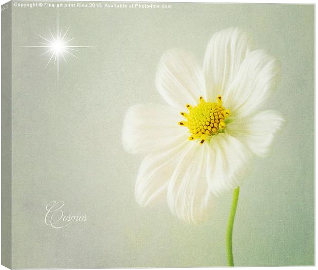 Cosmos Canvas Print by Fine art by Rina
