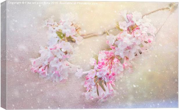  Blossom in the snow Canvas Print by Fine art by Rina