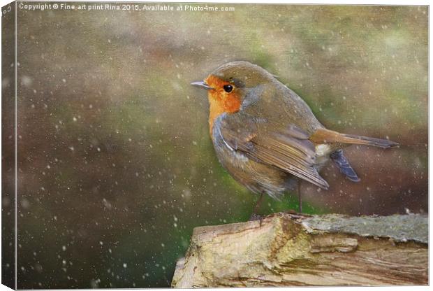  Robin Red Breast Canvas Print by Fine art by Rina