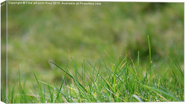  Spring grass Canvas Print by Fine art by Rina