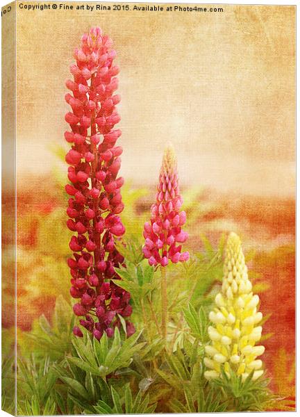  Lupins Canvas Print by Fine art by Rina