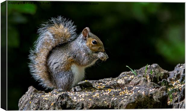 Squirrel  Canvas Print by Fine art by Rina