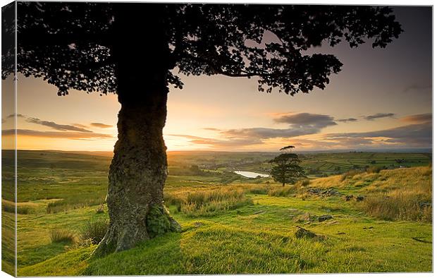Under the Greenwood Tree Canvas Print by peter jeffreys