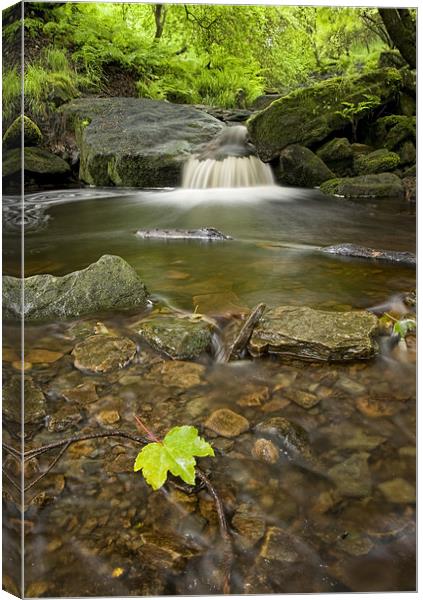 Leaf on Stream Canvas Print by peter jeffreys