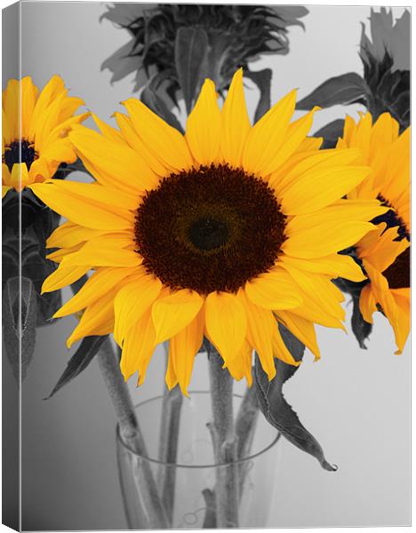 Sunflower Canvas Print by Kevin Warner