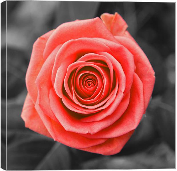 English Rose Canvas Print by Kevin Warner