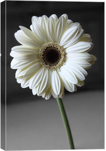 Wedding Gerbera Canvas Print by Kevin Warner