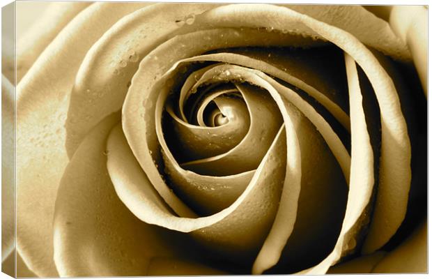 Sepia Rose Canvas Print by Kevin Warner
