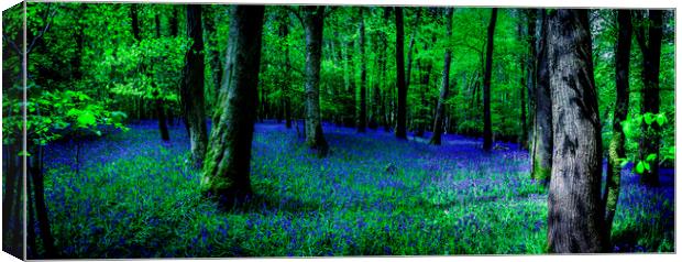 Bluebell Wood, Devon. Canvas Print by Maggie McCall