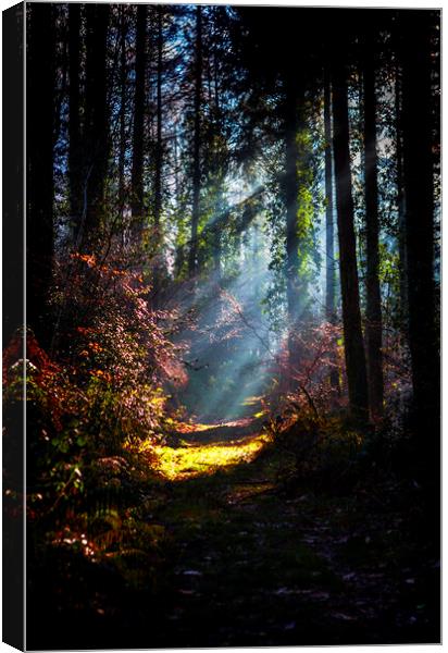  Morning Sun Beams in frosty wood. Canvas Print by Maggie McCall
