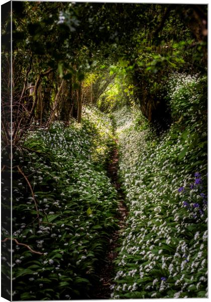  Wild Garlic footpath Townlake, Devon, England. Canvas Print by Maggie McCall