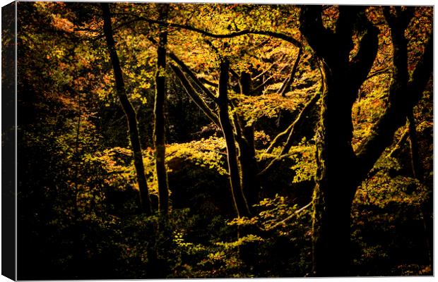 Golitha falls, Spot lit trees, Bodmin Canvas Print by Maggie McCall