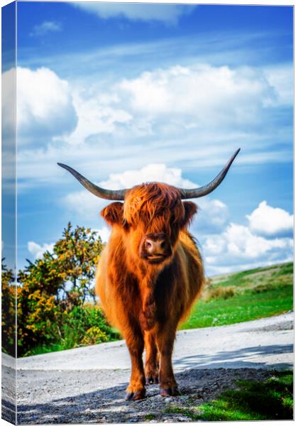 Highland Cow Dartmoor Canvas Print by Maggie McCall