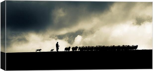 Shepherding in Devon 2 Canvas Print by Maggie McCall