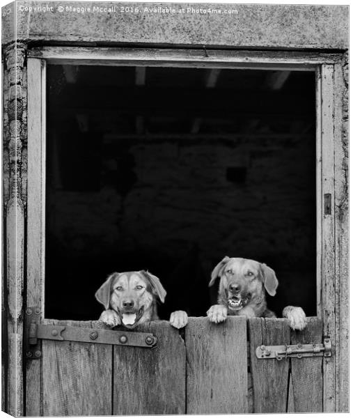 Dogs looking over stable door in Monochrome Canvas Print by Maggie McCall