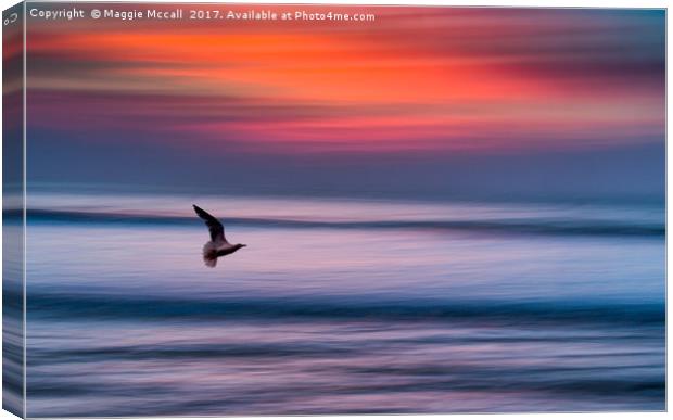 A Seagull in Flight at Widemouth Beach Bude Canvas Print by Maggie McCall