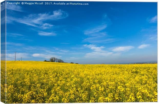 Yellow Oilseed Rape with vivd blue sky Canvas Print by Maggie McCall