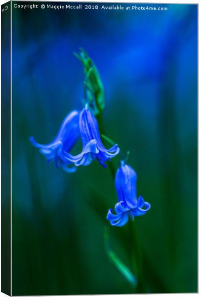 Bluebell Close-up Canvas Print by Maggie McCall