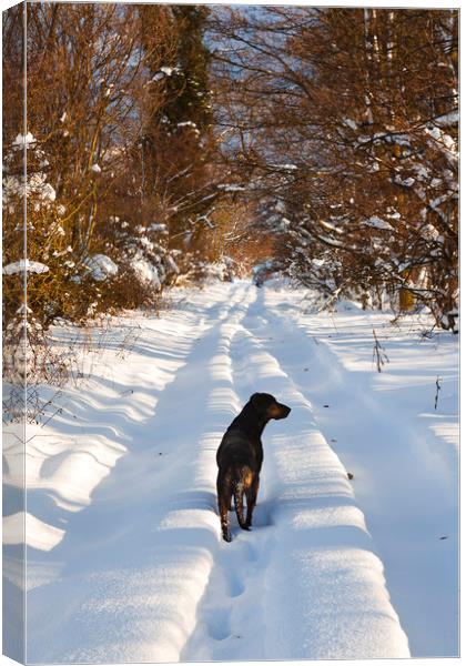 Huntaway Dog walking on snow Canvas Print by Maggie McCall