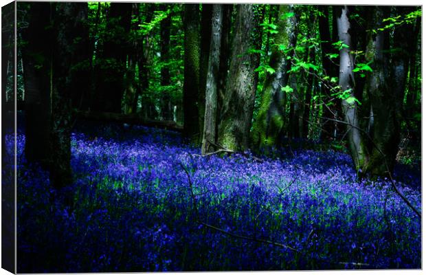 Bluebell Wood, Devon. Canvas Print by Maggie McCall