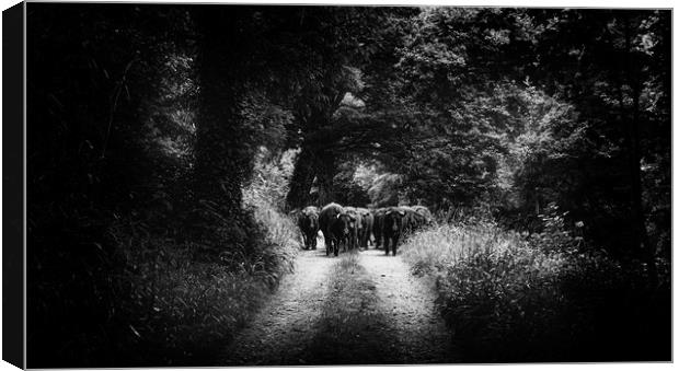 Moving Young Cattle along River Tamar. Canvas Print by Maggie McCall