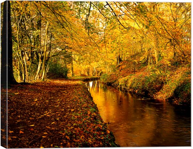 Tavistock Canal In  Autumn Canvas Print by Maggie McCall