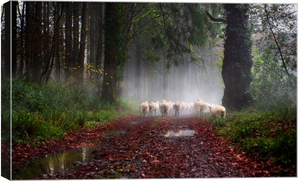 Moving Sheep Along the Tamar Valley, Canvas Print by Maggie McCall