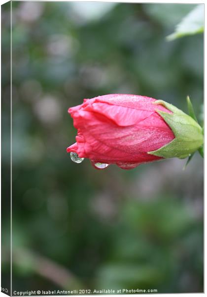 Raindrops on Roses Canvas Print by Isabel Antonelli