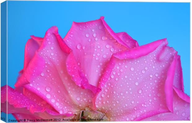Dew drops on pink rose Canvas Print by Tracy McDermott