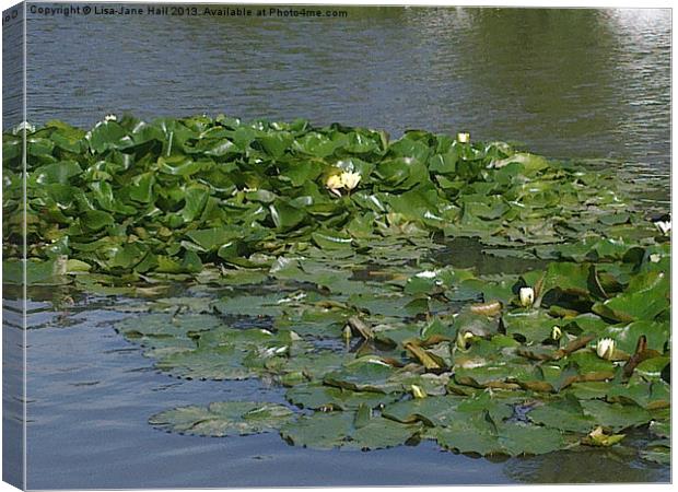 Lilly Pads on the Water Canvas Print by Lee Hall