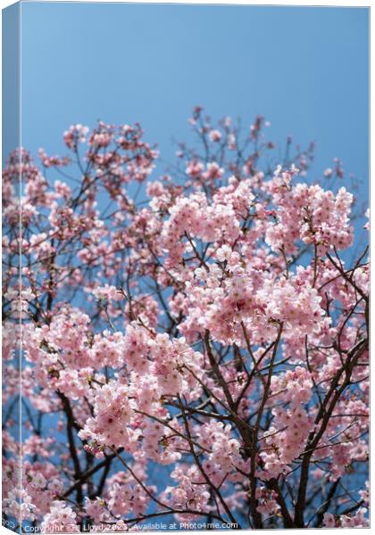 Cherry blossom in Tokyo, Japan Canvas Print by J Lloyd