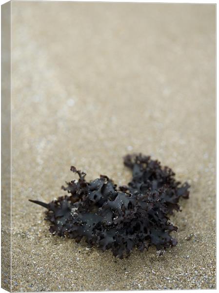 Seaweed on the Beach Canvas Print by J Lloyd