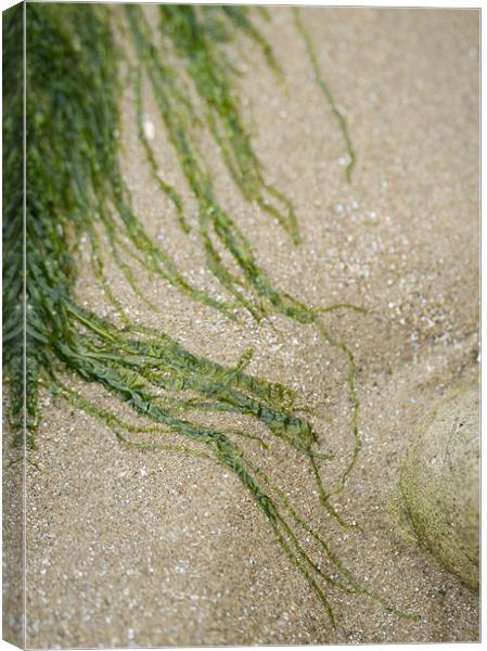 Strands of seaweed on the sand Canvas Print by J Lloyd